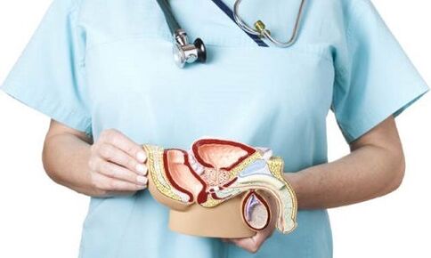 gizonezkoen sistema genitourinarioaren eredua eta prostatitisaren tratamendua